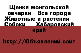 Щенки монгольской овчарки - Все города Животные и растения » Собаки   . Хабаровский край